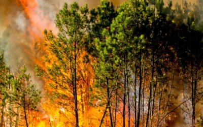 Appel à projet « Résilience des Territoires face au feu de forêt » lancé par le Conseil Départemental de la Gironde.