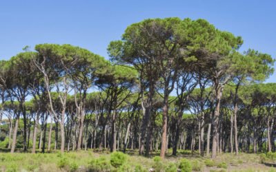 La filière du pin maritime crée son interprofession : Fibois Lande de Gascogne