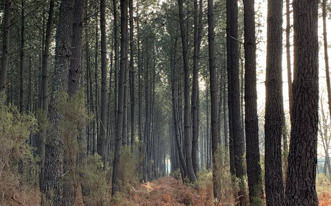 Quand deux Conseils Municipaux de Jeunes se rencontrent… autour de leur forêt !