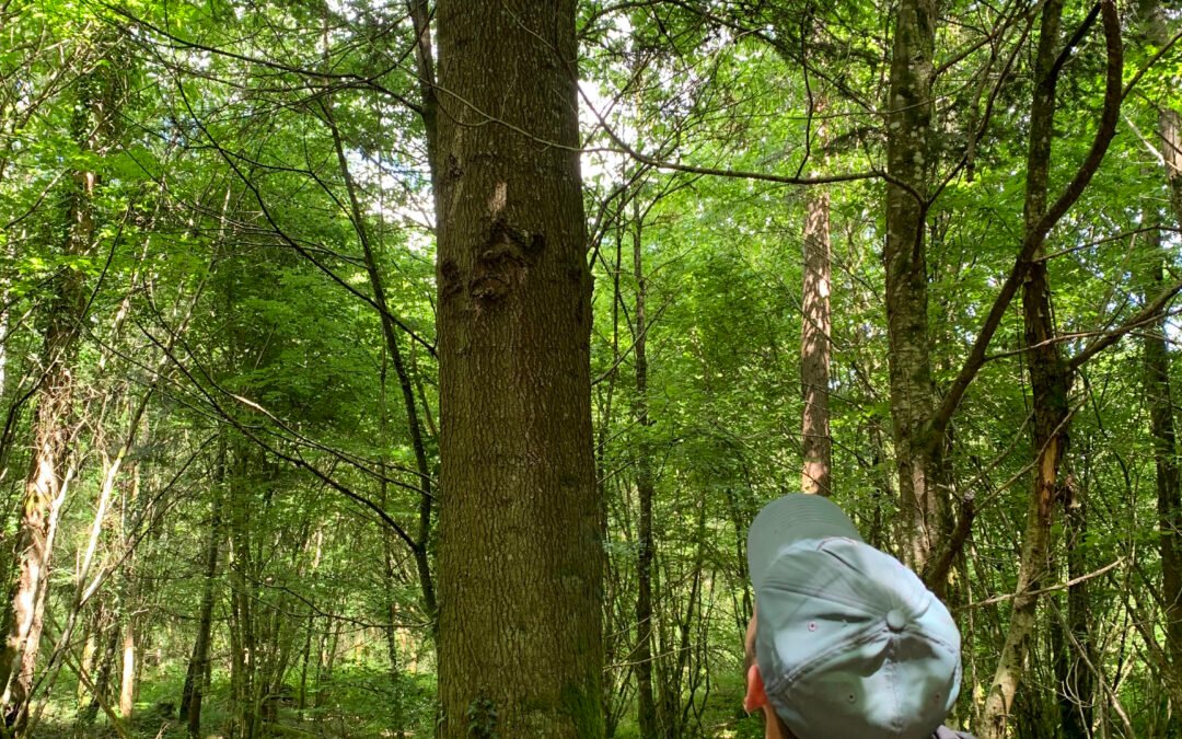 Deux nouveaux PNR engagés pour faire grandir les forêts pédagogiques !
