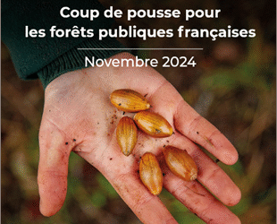 De la graine à l’arbre, coup de pousse pour les forêts publiques françaises