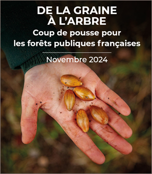 De la graine à l’arbre, coup de pousse pour les forêts publiques françaises