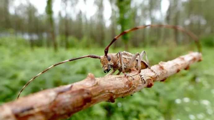 Détection du Nématode dans le massif Landais
