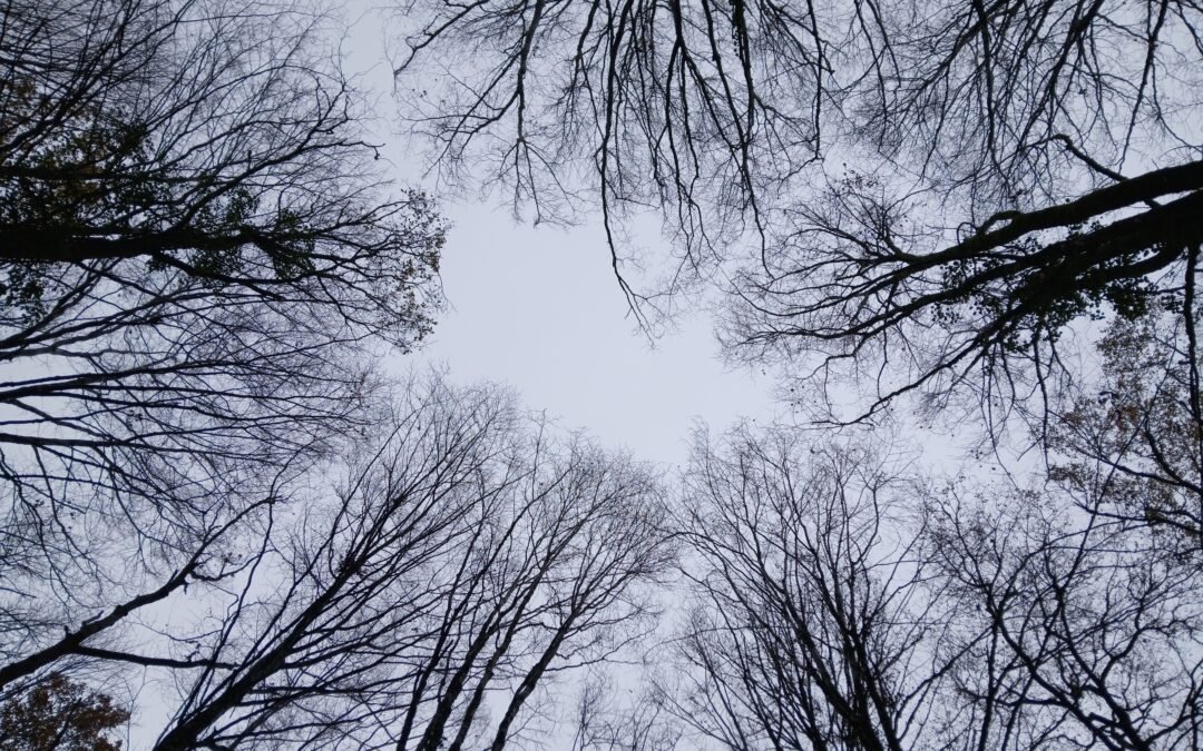 Scierie Mobile :  Itinéraire bois de la forêt au bâtiment.