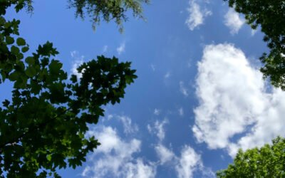 Pourquoi designer un élu référent forêt dans votre commune ou EPCI ?