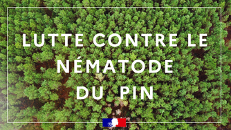 Nouveau foyer de nématode du pin à Lescar : la vigilance reste de mise